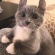 olly